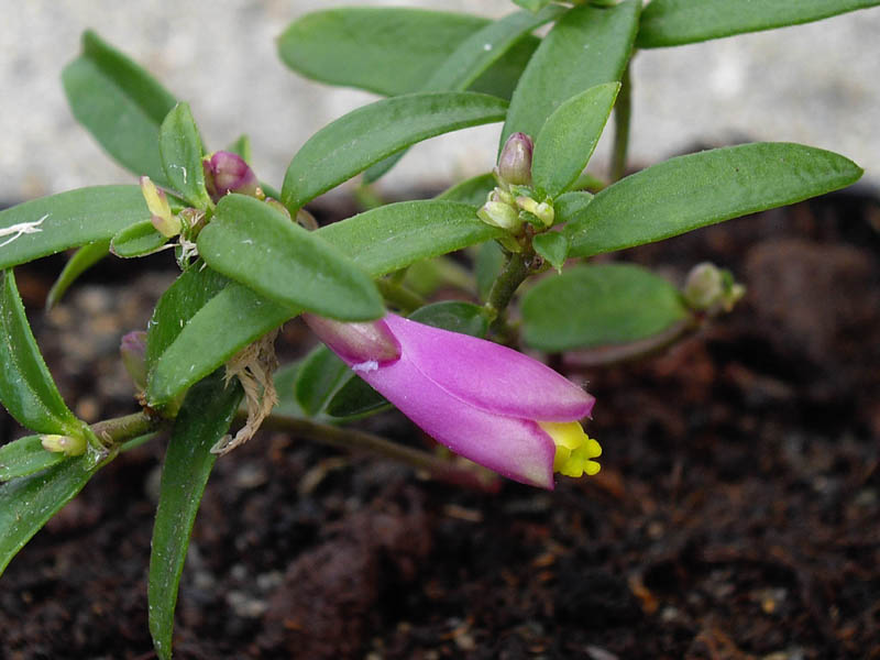 Polygala chamaebuxus 'Grandiflora' en fleurs dans une exposition ensoleillée à mi-ombragée